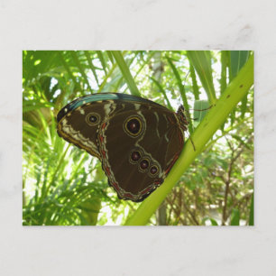 Blue Morpho Butterfly Nature Photography Postcard