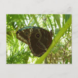 Blue Morpho Butterfly Nature Photography Postcard