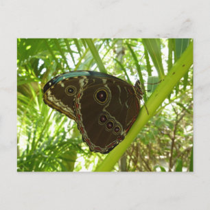Blue Morpho Butterfly Nature Photography Postcard