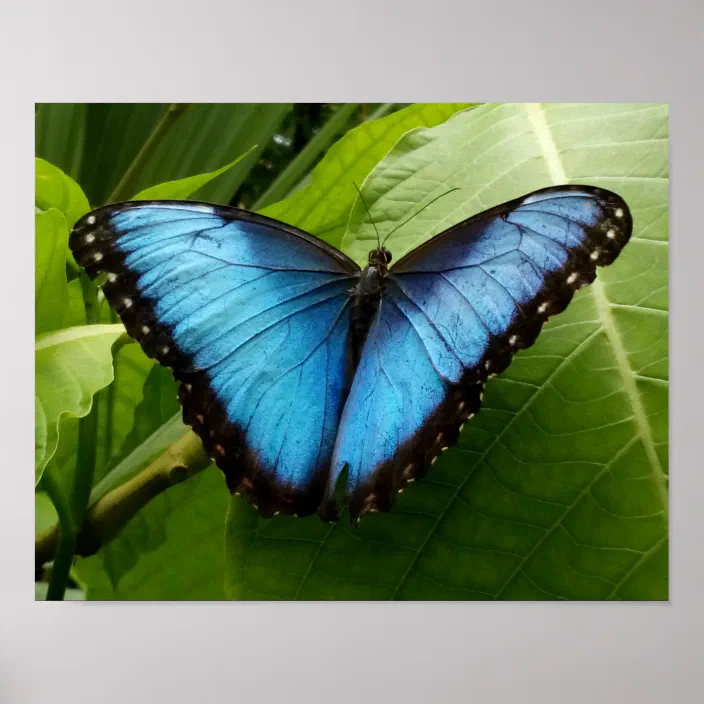 Butterflies Nature Insect Wall Art Home Decor Photography Blue Morpho Butterfly Photograph Print