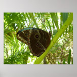 Blue Morpho Butterfly Nature Photography Poster