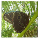 Blue Morpho Butterfly Nature Photography Tile