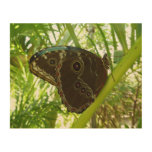 Blue Morpho Butterfly Nature Photography Wood Wall Decor