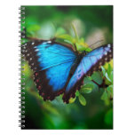 Blue Morpho Butterfly Notebook at Zazzle