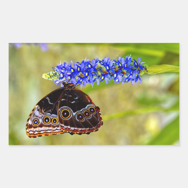 Blue morpho butterfly on a marsh orchid rectangular sticker (Front)