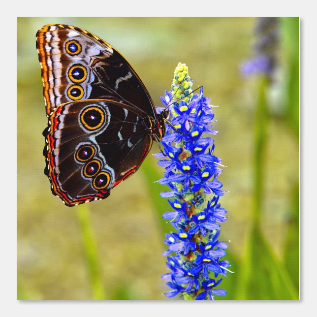 Blue morpho butterfly on a marsh orchid wallpaper  (Front)