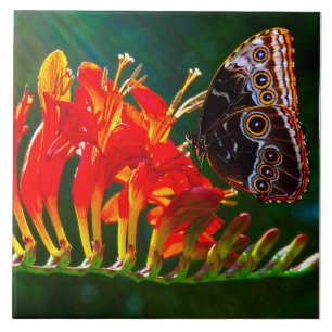 Blue morpho butterfly on Crocosmia Lucifer flowers Ceramic Tile