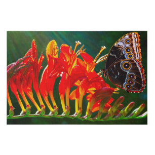 Blue morpho butterfly on Crocosmia Lucifer flowers Faux Canvas Print