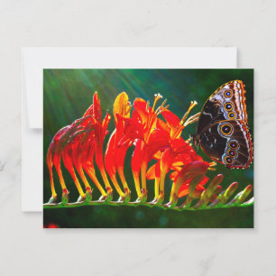 Blue morpho butterfly on Crocosmia Lucifer flowers Postcard