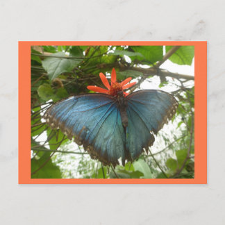 Blue Morpho Butterfly on Flower DIY Postcard