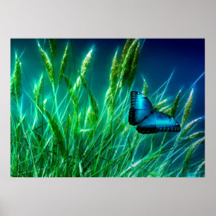 Blue Morpho Butterfly on Green Grass Poster