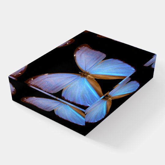 Paperweight-Blue/Brn Butterfly main image 0