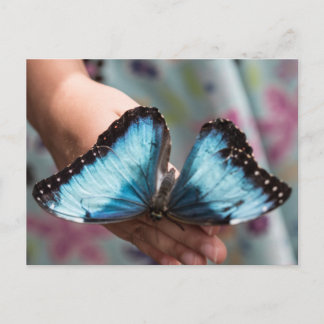 Blue Morpho Butterfly Postcard
