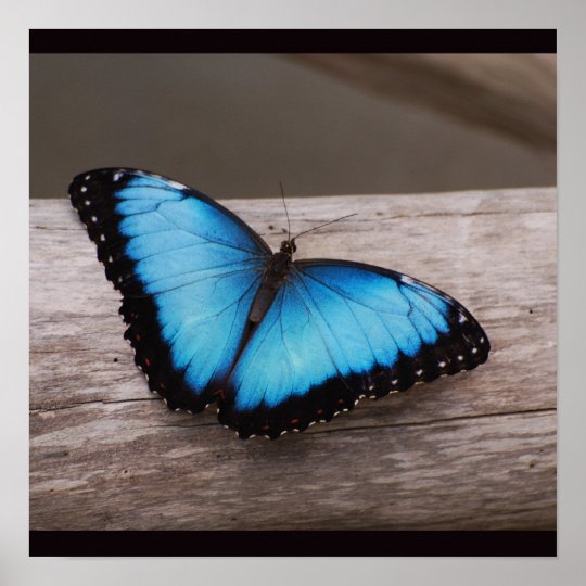 Blue Morpho Butterfly Poster | Zazzle.com