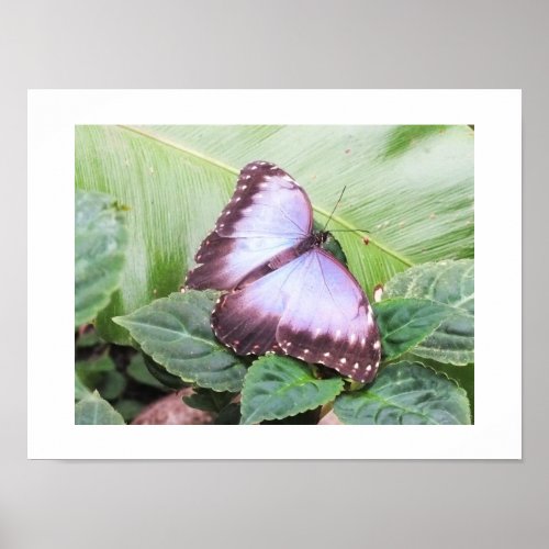 Blue morpho butterfly poster