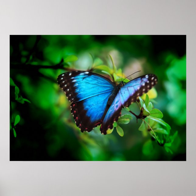 Blue Morpho Butterfly Poster (Front)