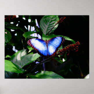 Blue Morpho Butterfly Poster