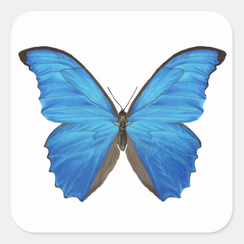 Blue Morpho Butterfly Square Sticker