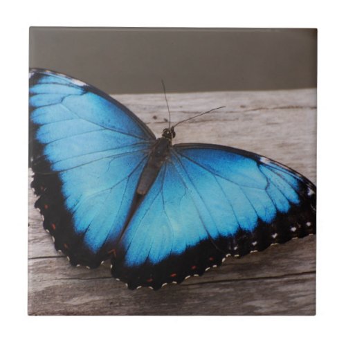 Blue Morpho Butterfly Tile