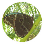 Blue Morpho Butterfly Tropical Nature Photography Classic Round Sticker