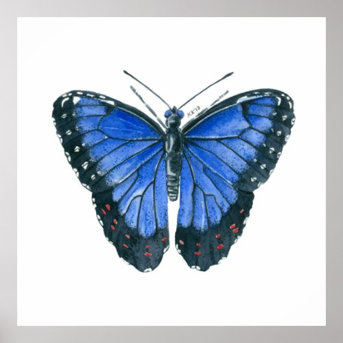 Blue Morpho butterfly watercolor painting Poster