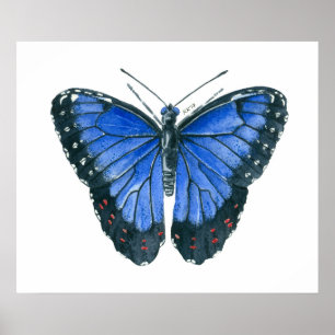 Blue Morpho butterfly watercolor painting Poster