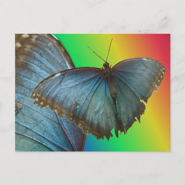 Blue Morpho Butterfly & Wing DIY Postcard (Front)
