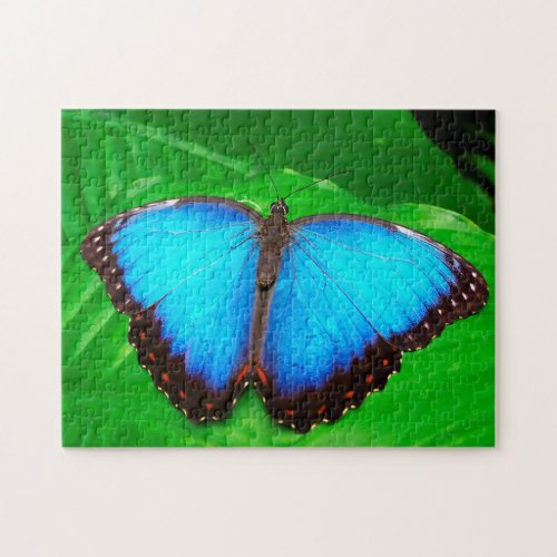 Blue Morphofalter Butterfly Jigsaw Puzzle