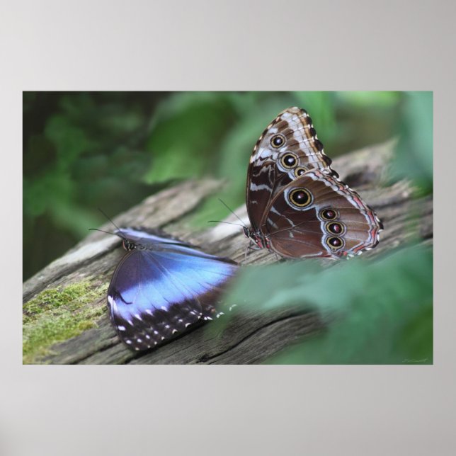 Blue Morphos Poster -36x24 -other sizes available (Front)