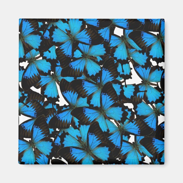 Blue Mountain Swallowtail Magnet (Front)