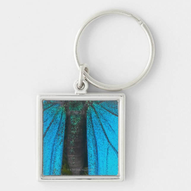 Blue mountain swallowtail (Papilio ulysses) Keychain (Front)