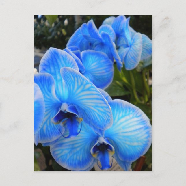 Blue Mystique Orchids PostCard (Front)