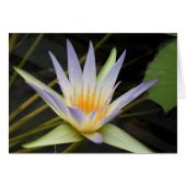 Blue Nile Water Lily (Front Horizontal)