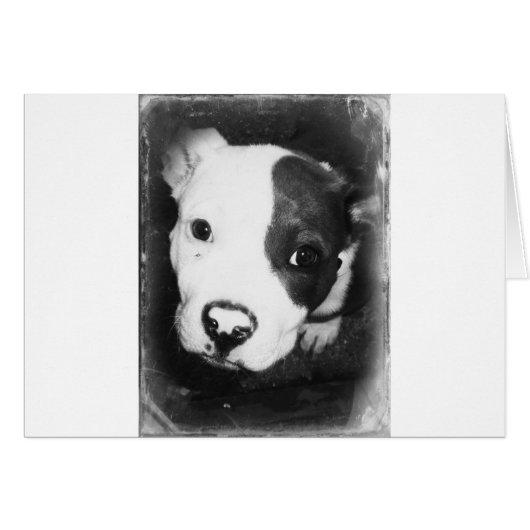 Blue Nose Pitbull Puppy Cards (Front Horizontal)