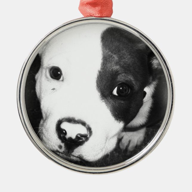 Blue Nose Pitbull Puppy Metal Ornament (Front)
