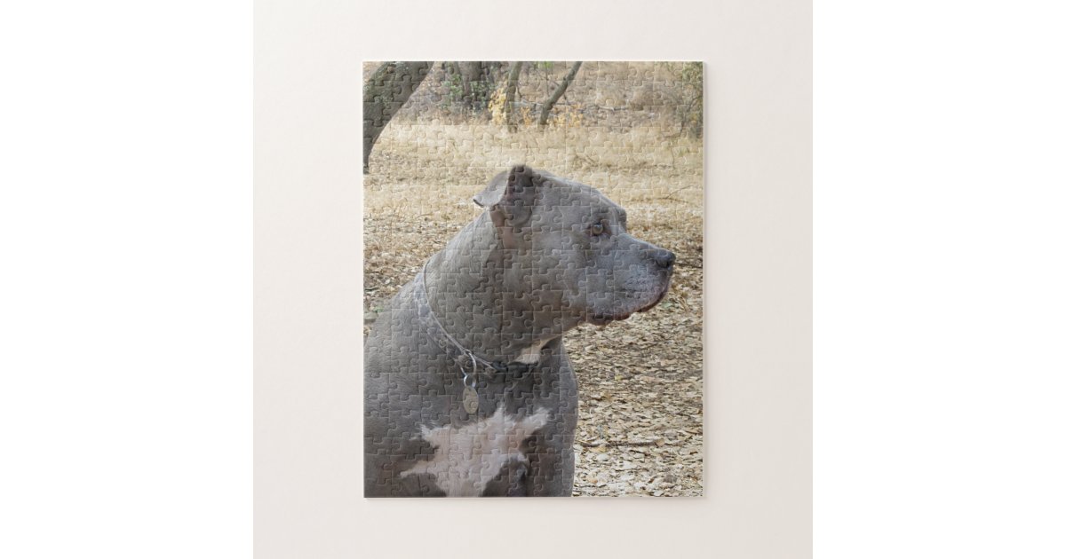 Blue nose Pitbull Jigsaw Puzzle