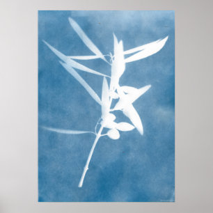 Blue Olive Grove Vintage Kitchen Cyanotype Photo Poster