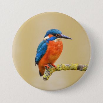 Blue Orange Kingfisher Bird Button by biutiful at Zazzle