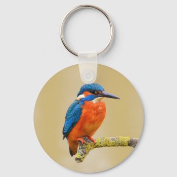 Blue Orange Kingfisher Bird Keychain by biutiful at Zazzle