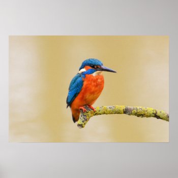 Blue Orange Kingfisher Bird Poster by biutiful at Zazzle