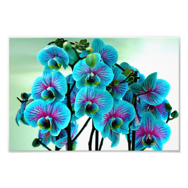 Blue Orchid Flower Bouquet Photo Print (Front)