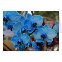 Blue Orchid from Vero Beach, Fl