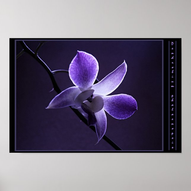 Blue Orchid Poster (Front)