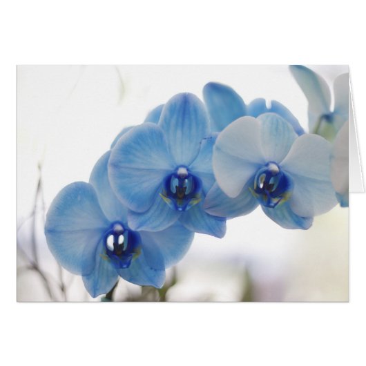 Blue Orchids Cards (Front Horizontal)