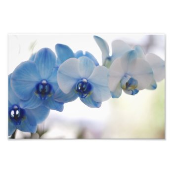 Blue Orchids Photo Print by RosaAzulStudio at Zazzle