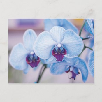 Blue Orchids Postcard by RosaAzulStudio at Zazzle