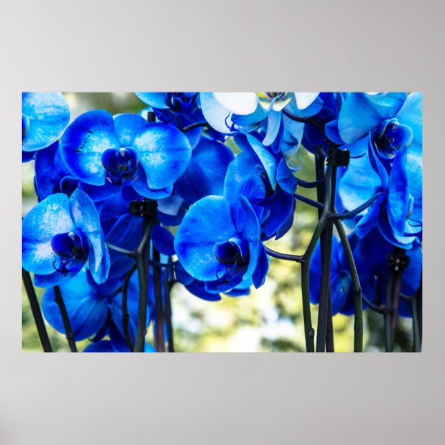 Blue orchids poster (Front)