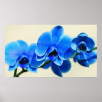 Blue orchids poster