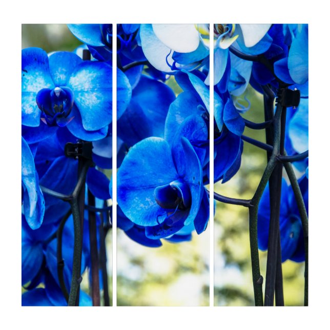 Blue orchids triptych (Front)