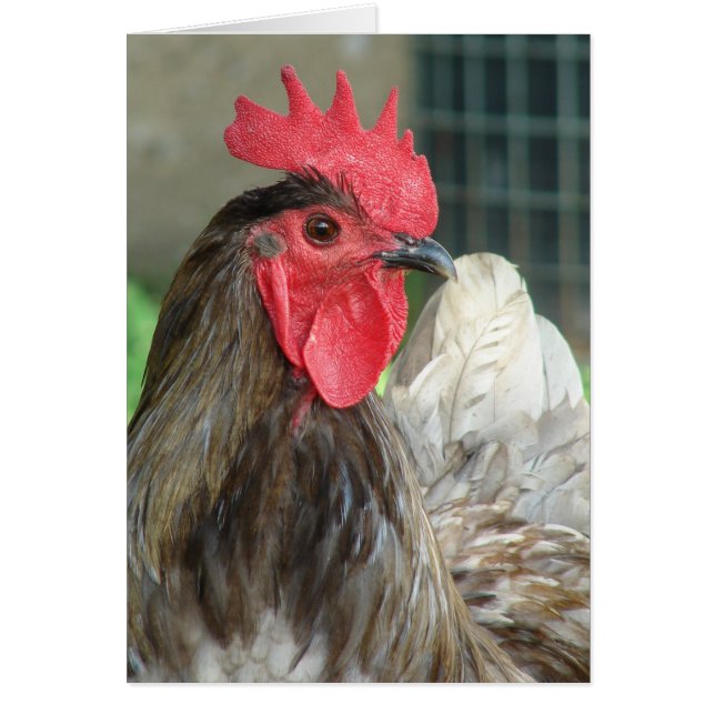 Blue Orpington Rooster Cards (Front)